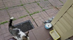 🔥артист Клёпа забежал перекусить 🐈