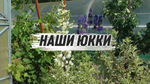 Наши Юкки (4К)