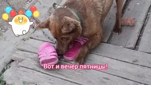 Мишка. Дело было вечером! 😁20-06-2026