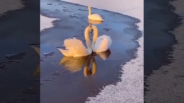 Лебеди
