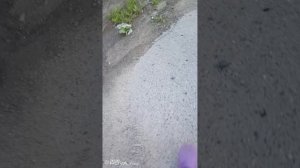 Инкубация закончилась, не все гладко.....
