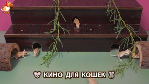 Видео для кошек про крысок развлекать питомцев 🐭🐀😂 564