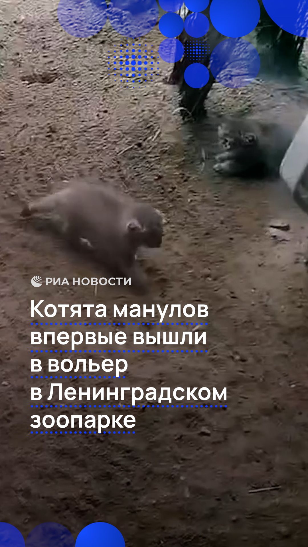 Котята манулов впервые вышли в вольер в Ленинградском зоопарке