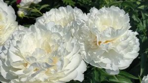 Fringed Ivory