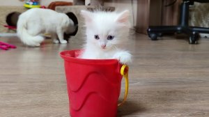 Мама-кошка и котята. Подборка забавных и интересных моментов. Мини-котята 2026, часть 1