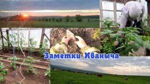 Дела тепличные, рыбалка на карася.