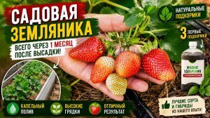 Земляника с ладонь через месяц после высадки. Сорта и подкормки. #дача #garden #огород #сад #