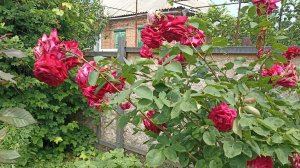 События на подворье за неделю//Дел много, а новостей нет.