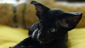 Риччи. Ориентальный котенок. Ростов-на-Дону.  2.5 месяца