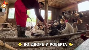 Содержание кур в домашних условиях и других птиц во дворе у Роберта 🐣🐤🦆🐔🪿🦃 (528)