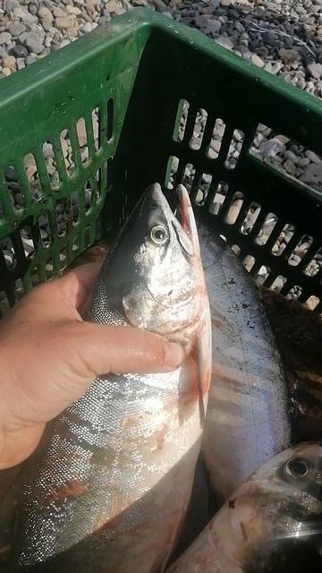 Рыбалка на севере Японского моря