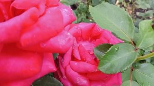 Розы🙆☘️💃🌹🦋🥀☘️