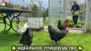 Идеальное птицеводство достойно восхищения 🐓🦆🦢🦚🦃🐔 эпизод (506)