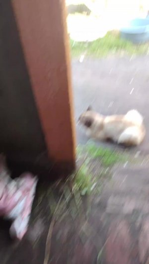 Наша деревня