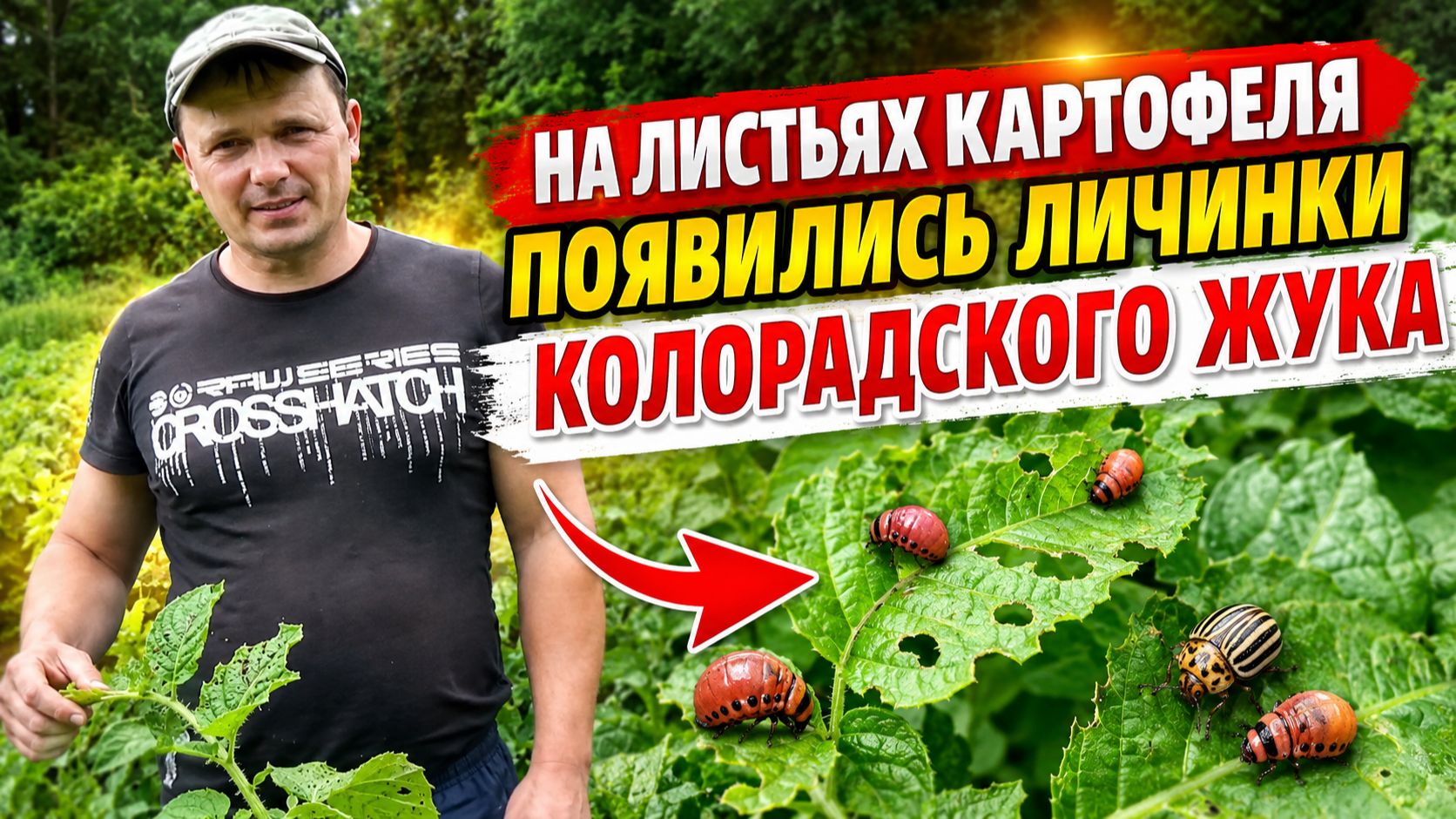 КАРТОФЕЛЬ. ПОЧЕМУ ОПЯТЬ ПОЯВИЛСЯ КОЛОРАДСКИЙ ЖУК смотреть онлайн