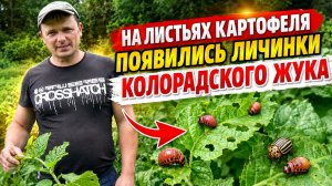 КАРТОФЕЛЬ. ПОЧЕМУ ОПЯТЬ ПОЯВИЛСЯ КОЛОРАДСКИЙ ЖУК