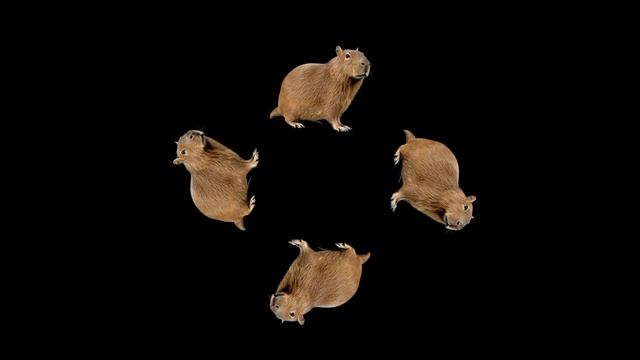 Капибара. смотреть онлайн