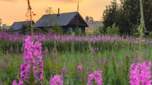 19-06-2026. Огурцы, петунии, чем подкормить.