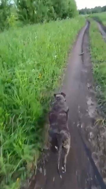 rutube.ru