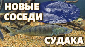 НОВЫЕ СОСЕДИ СУДАКА ! НОВАЯ КОНЦЕПЦИЯ В АКВАРИУМЕ !