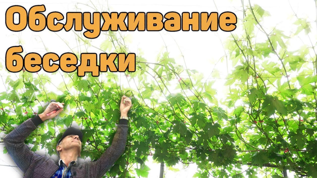 Обслуживание кустов винограда на беседке (21.06.2025) Видеоблог Давида Алверцяна