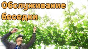 Обслуживание кустов винограда на беседке (21.06.2025) Видеоблог Давида Алверцяна