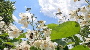 Лишь календарь считает эти дни