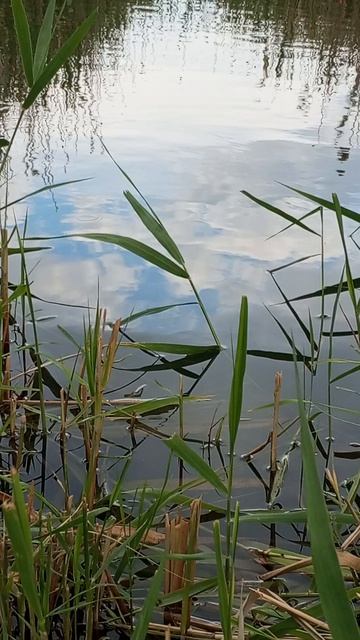 я на рыбалке🐟🐠 смотреть онлайн