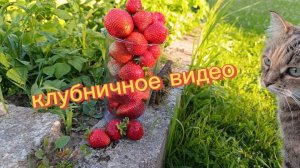 Собираю клубнику. Курицы разбойницы.