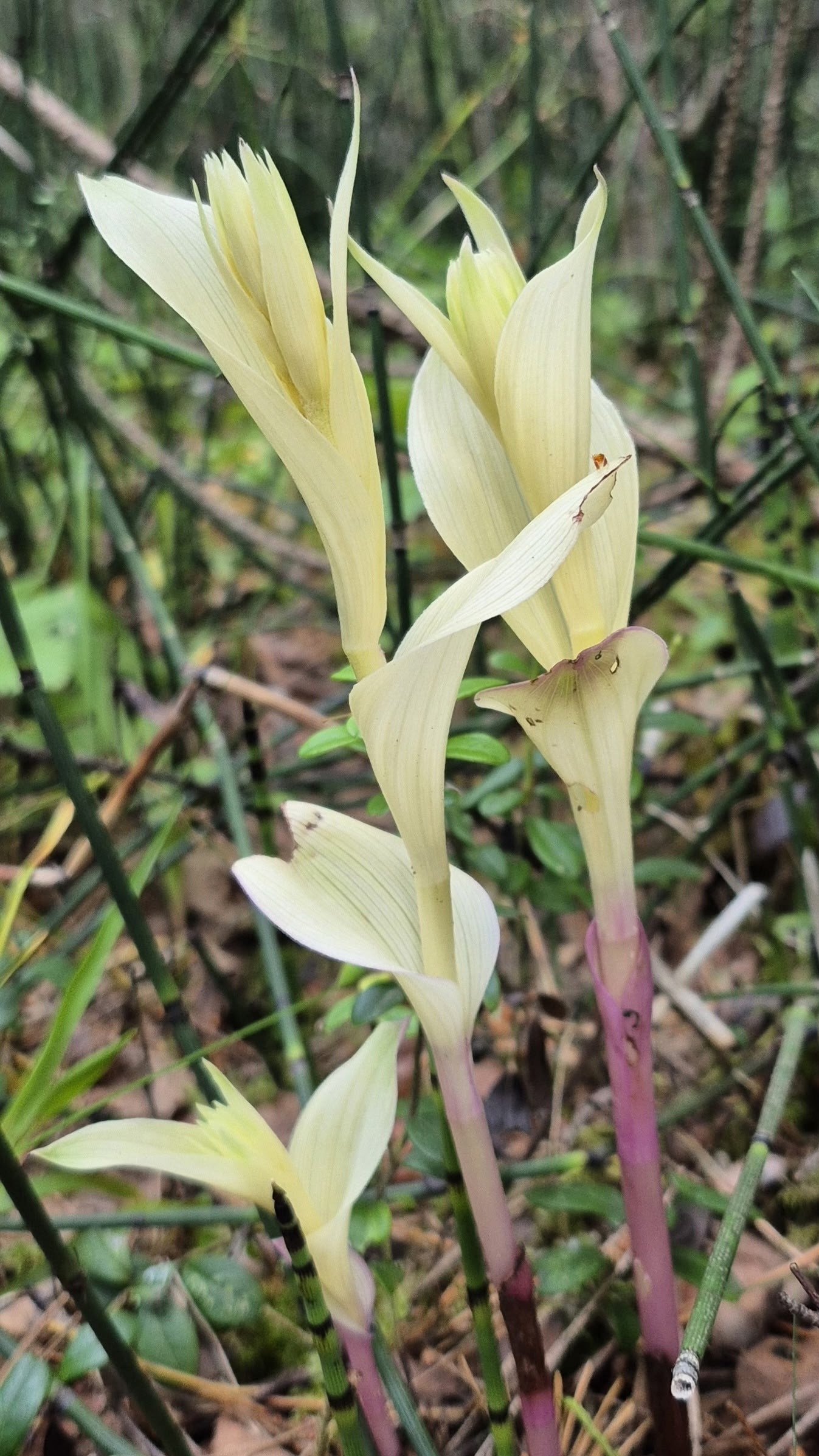 Орхидея-призрак, редкая альбиносная форма Epipactis Helleborine (Дремлик Широколистный) #shorts