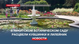 Вальс цветов: в Никитском ботаническом саду распускаются кувшинки и лилейник