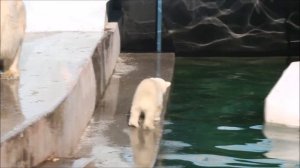 Медвежонок Умка встретил меня прыжком в воду 15.06.2026