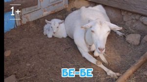 Мультик перед сном развивая засыпаем 😴😴😴