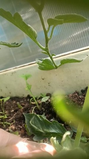 Пасынки с пятью кистями