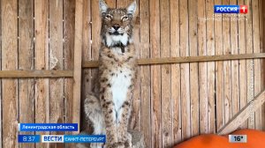Вести Санкт-Петербург. Выпуск 08.35 от 19.06.2026