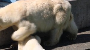 Умка смотрит на воду и шлёт приветы медвежонку в бассейне 05.06.2026