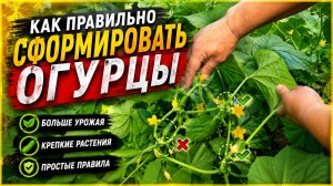 ОГУРЦЫ.ОТЛИЧНЫЙ СПОСОБ УВЕЛИЧЕНИЯ УРОЖАЯ ПАСЫНКАМИ!