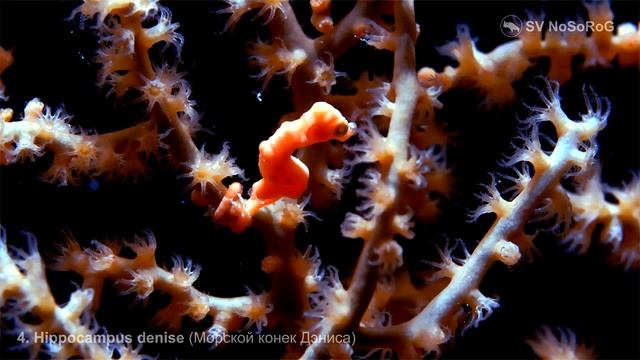 Где обитает Карликовый морской конёк Дэниса (Denise's pygmy seahorse) — Hippocampus denise ?