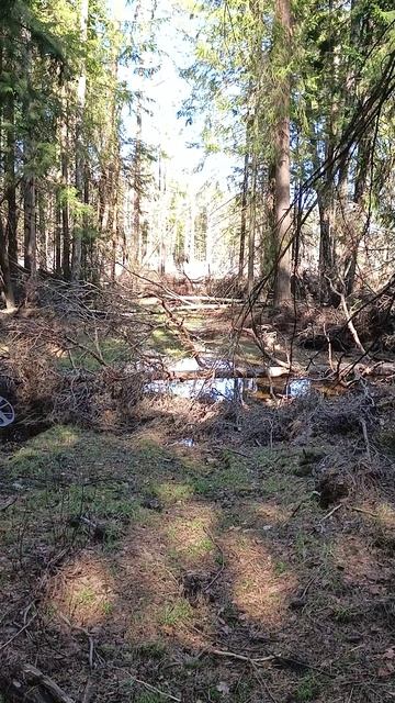Особенности лесного копа #shorts #metaldetecting #находки #старина #леснойкоп