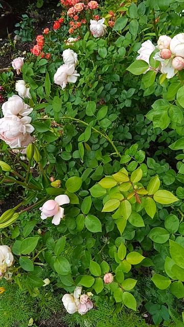 Цветы, нежно розовые кустовые розы, звуки природы, пение птиц.