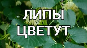 Липы цветут