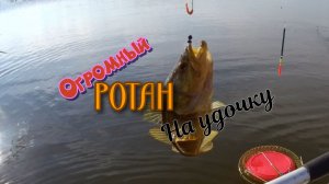 Рыбалка на карася. Ловля на поплавок. Первый крупный ротан на удочке.