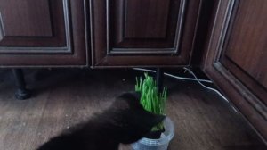 Тигрик играет