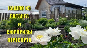 Трава по пояс | Композиции в кашпо из ротанга |  Сюрпризы пересорта Влог 12-13 июня