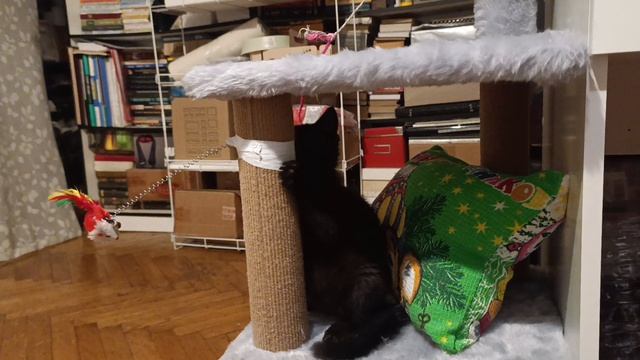 Тигрик исследует изоленту, которой примотана игрушка...
