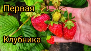НЕ ДОЖДАЛИСЬ ВЫХОДНЫХ, УЕХАЛИ ЗА КЛУБНИКОЙ 🍓🍓🍓 ВСЁ ЗАРОСЛО 🌿🌿🌿