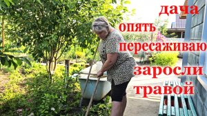 Дача.Дожди льют,трава прет.Грязь не пролезть.Веду борьбу