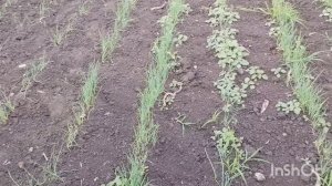 И сново здравствуйте /как живут в русской деревне. ..