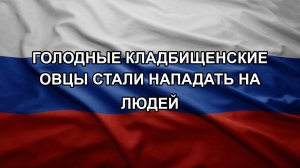 Голодные кладбищенские овцы стали нападать на людей
