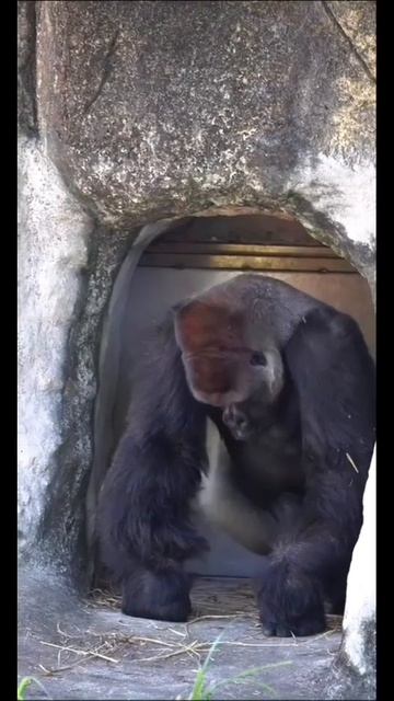 ЧЕЛОВЕЧЬИ ПОВАДКИ...